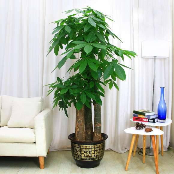 綠意盎然，財源滾滾——蘇州家居綠植與飾品一站式服務